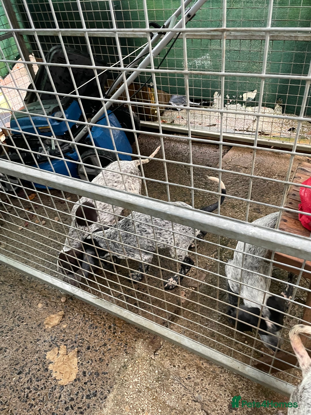 German Shorthaired Pointer dogs for sale: Pointers - Advert 8