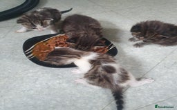 Mixed Breed cats for sale: 4 Gorgeous bengal cross kittens.  - Image 5