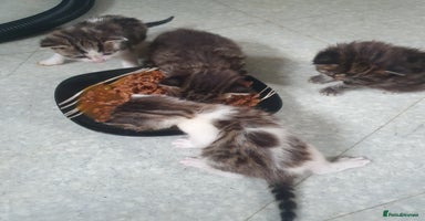 Mixed Breed cats - Advert 13