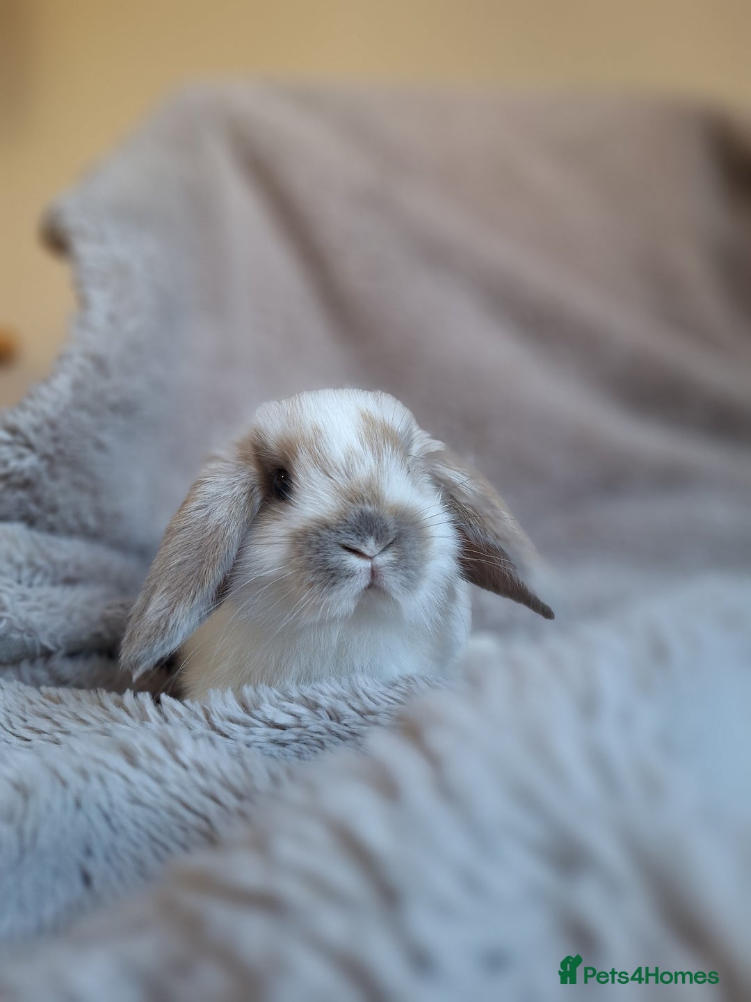 Mini Lop rabbits for sale: Beautiful pure breed mini lops  - Image 4