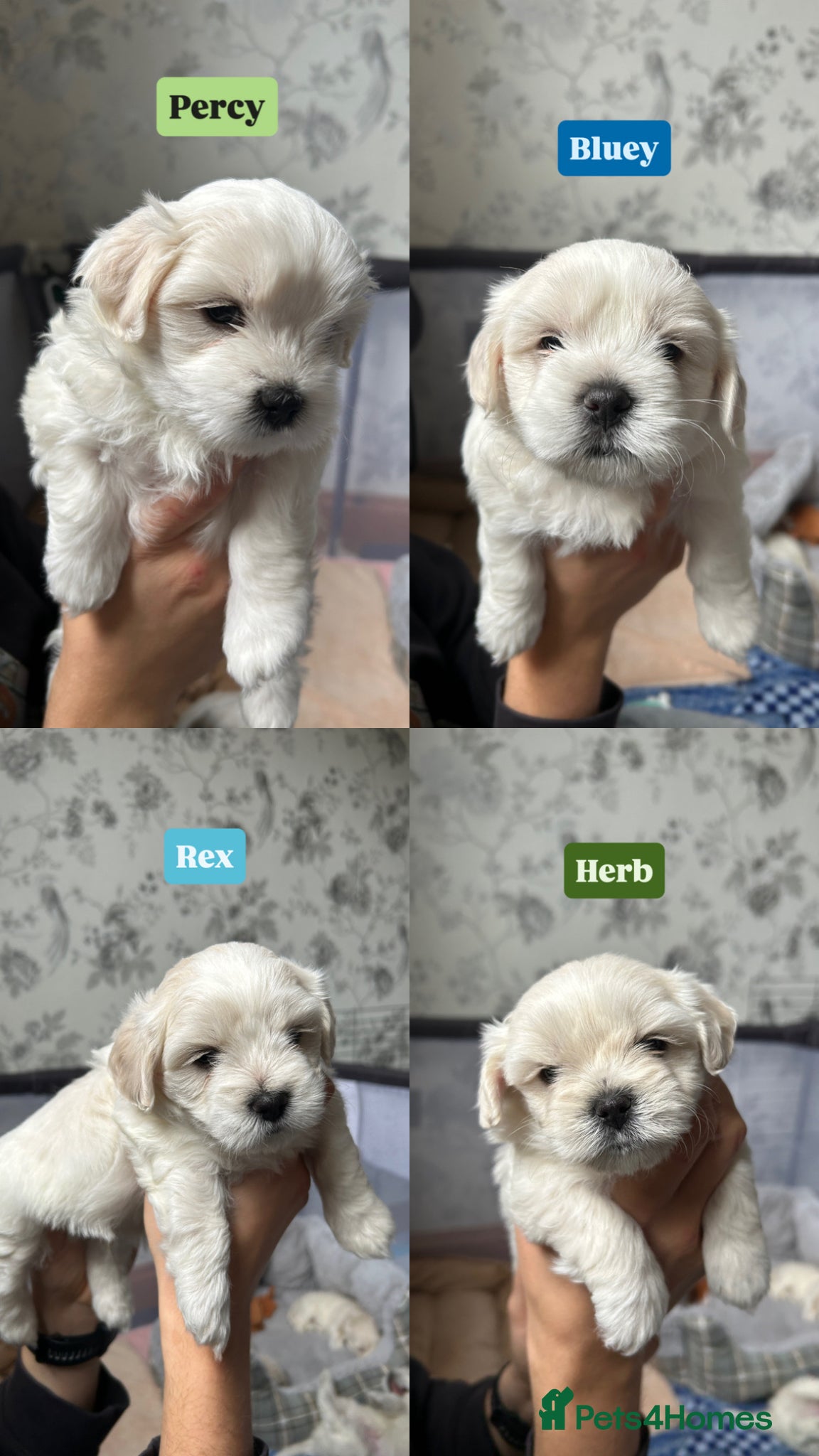Maltese dogs Our beautiful litter of 4 Maltese male puppies. - Advert 8