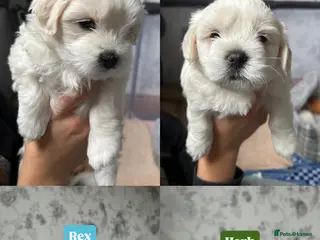 Maltese dogs Our beautiful litter of 4 Maltese male puppies. - Advert 3