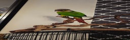 Conures birds for sale: Conure for sale - Advert 2