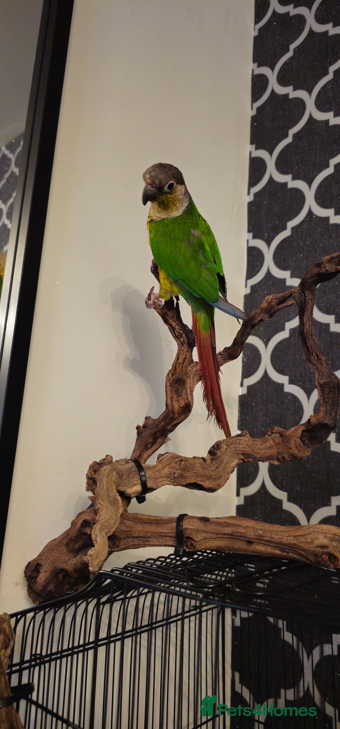 Conures birds for sale: Conure for sale - Advert 2