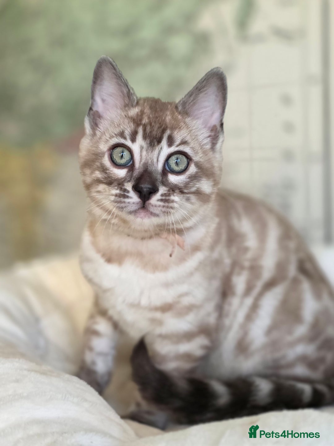 Bengal cats for sale: ❄️ Gorgeous Snow and Charcoal Bengals ❄️  - Advert 24