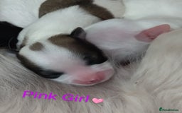Morkie dogs for sale: Beautiful Morkie Puppies - Image 13