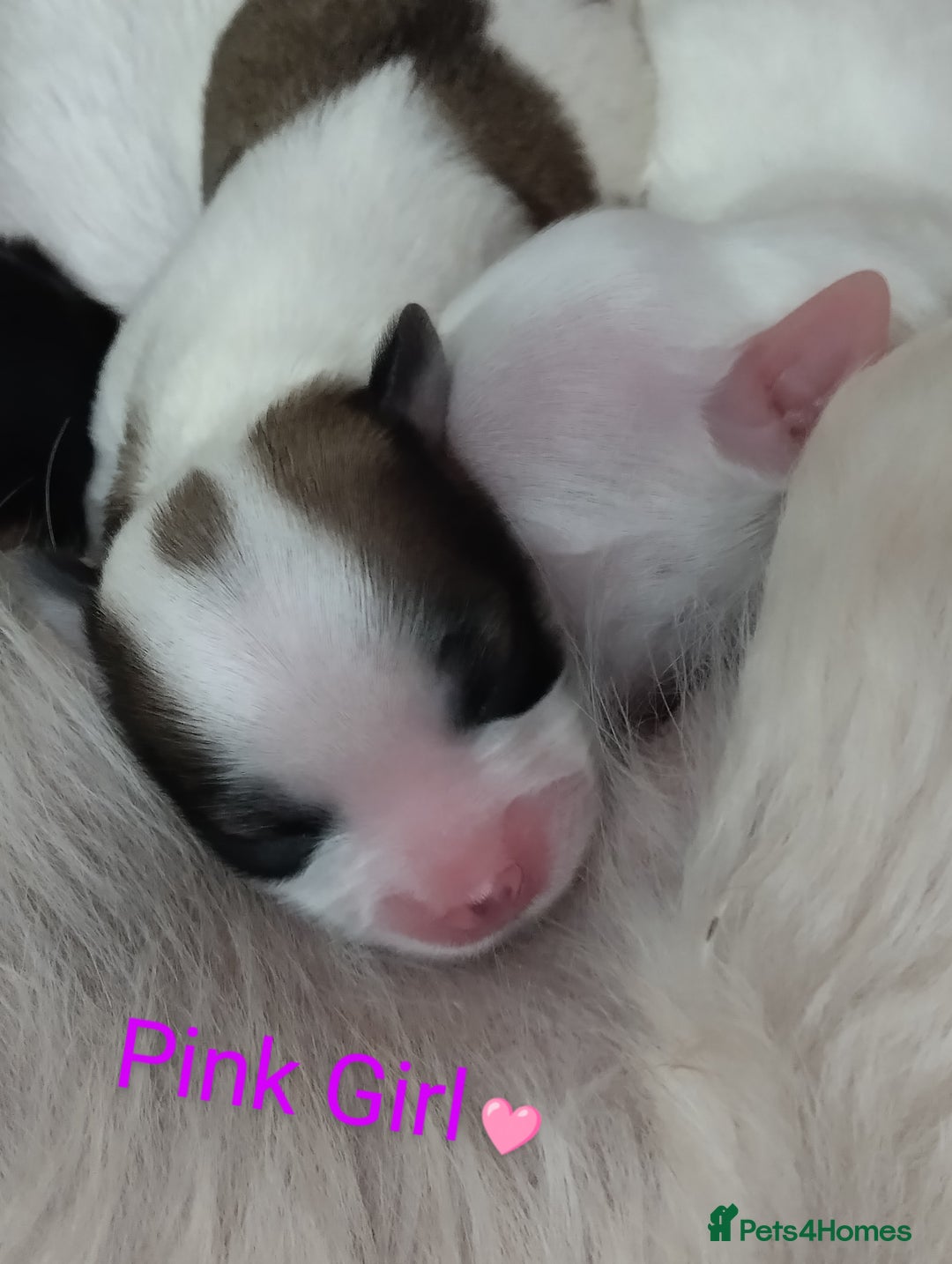 Morkie dogs for sale: Beautiful Morkie Puppies - Image 13