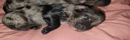 Cocker Spaniel dogs for sale: Cocker spaniel pups!  - Advert 17