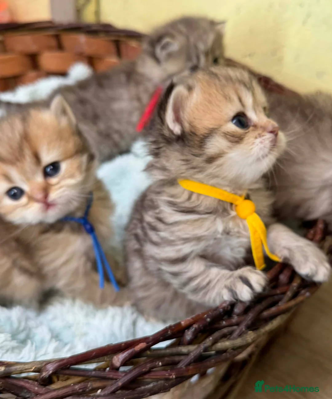 British Longhair cats for sale: ⭐️GORGEOUS BRITISH LONGHAIR KITTENS ⭐️ - Advert 2