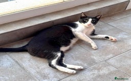 Arabian Mau cats for adoption: Kevin & Minnie  - Image 4