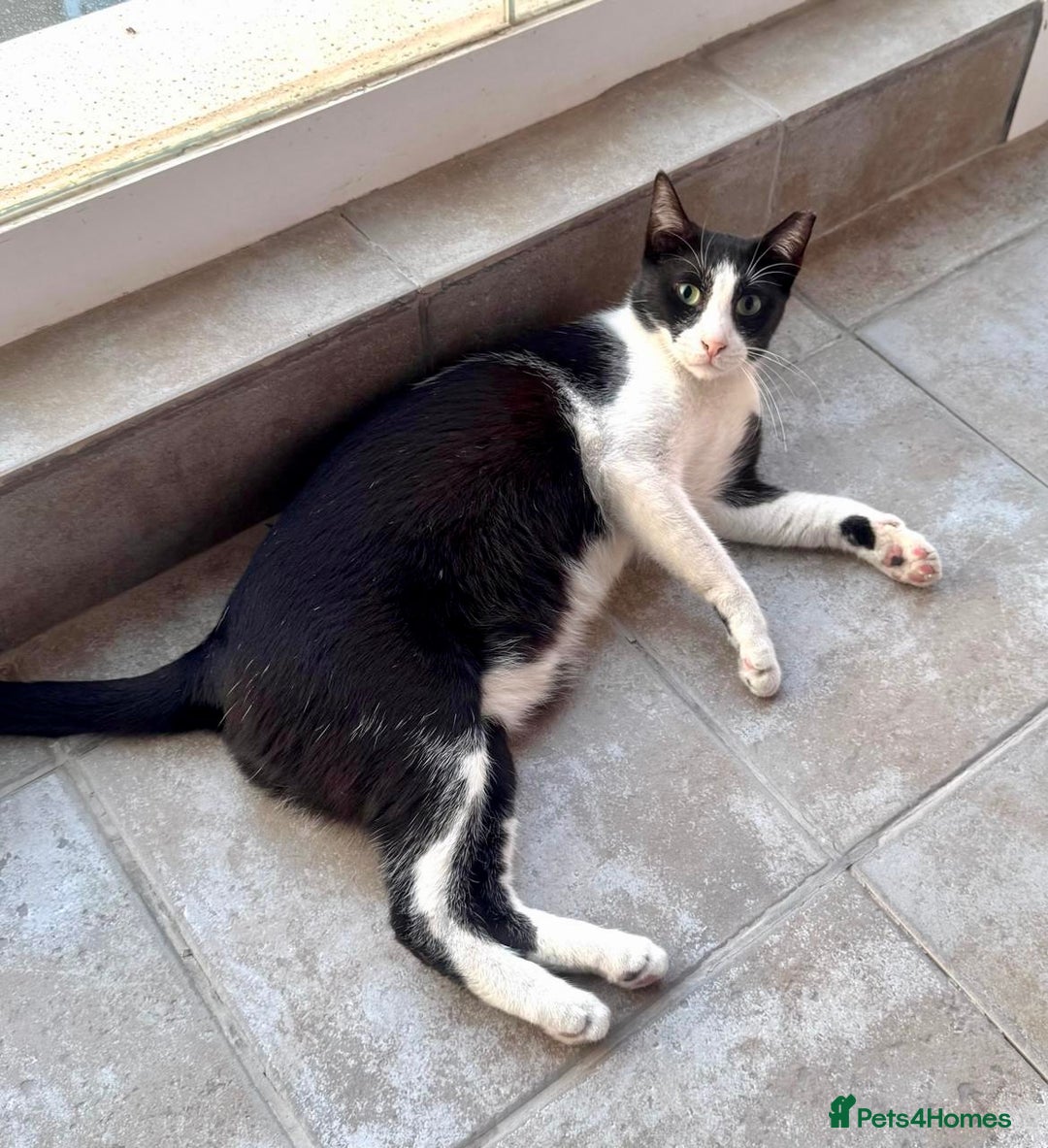 Arabian Mau cats for adoption: Kevin & Minnie  - Image 4