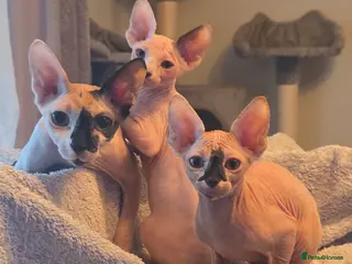 Sphynx cats 2 beautiful Sphynx babies - Advert 4