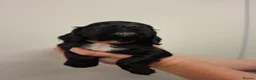 Cocker Spaniel dogs for sale: Black cocker spaniel puppies  - Advert 5