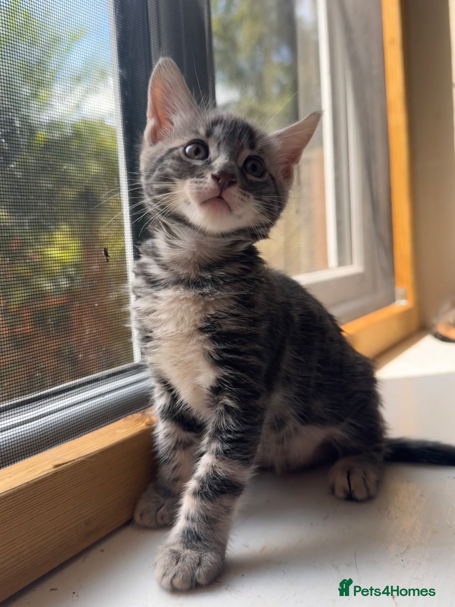 Mixed Breed cats Bencoon kittens Maine Coon x Bengal  - Advert 1