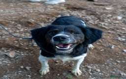 Brittany Spaniel dogs for adoption: Adorable, affectionate Clara-Camberley, Surrey  - Image 4
