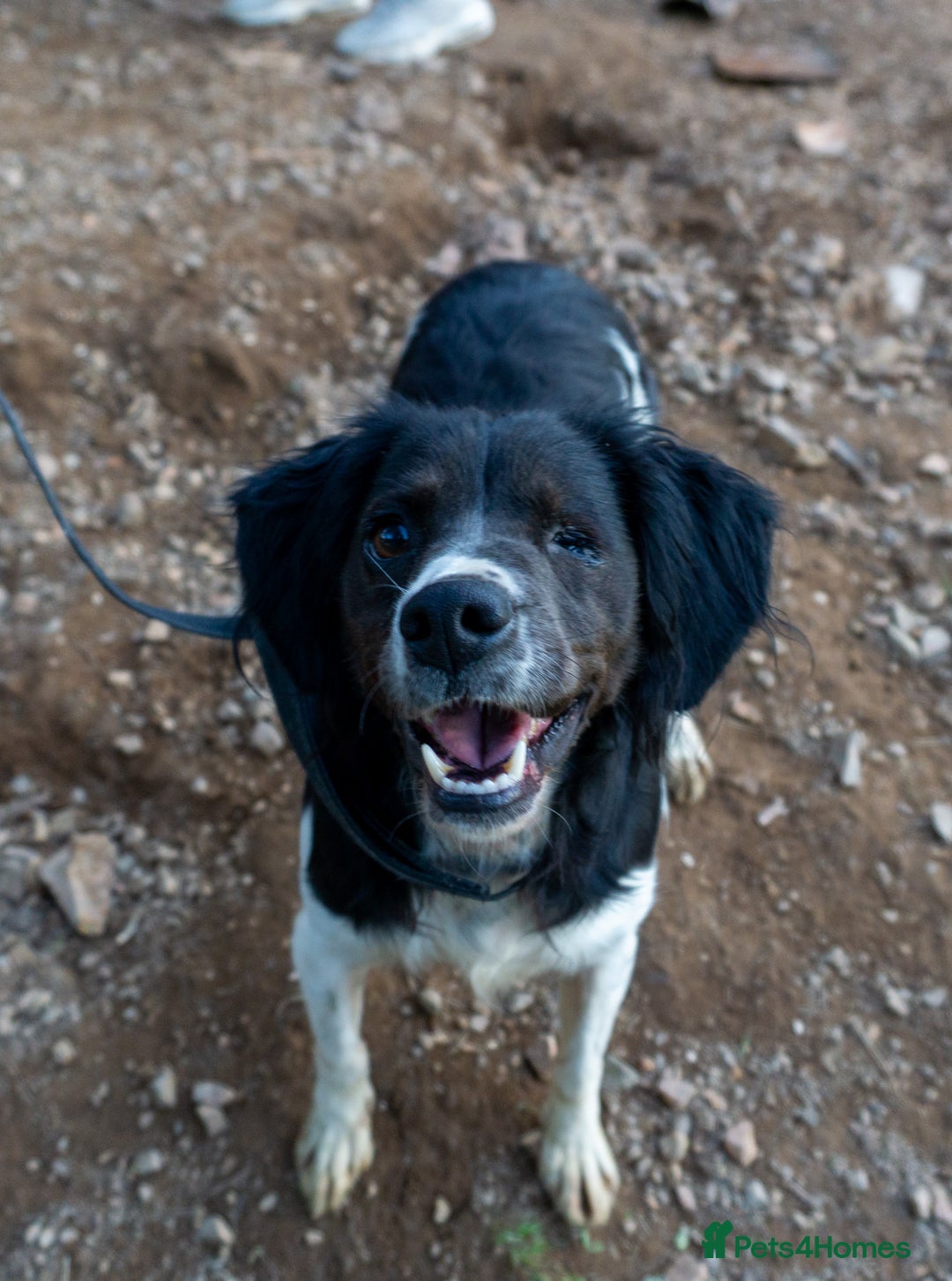 Brittany Spaniel dogs for adoption: Adorable, affectionate Clara-Camberley, Surrey  - Image 4