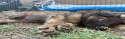 German Shepherd dogs for sale: Super Special Unique German Shepard Puppies  - Advert 10