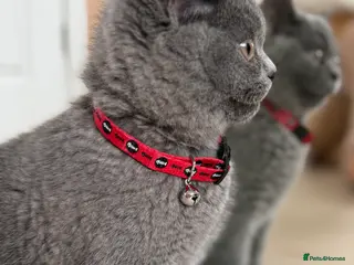 British Shorthair cats Last British shorhair girl available - Advert 3