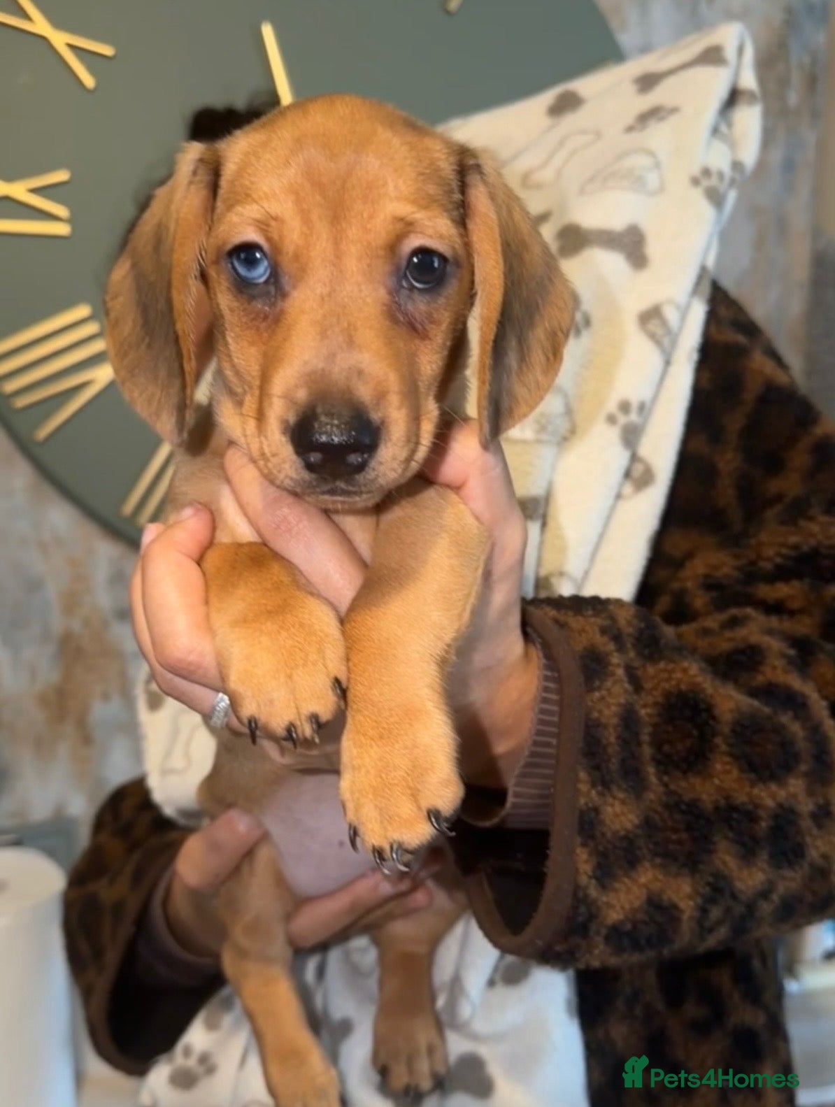 Miniature Dachshund dogs for sale: Miniature dachshund  - Advert 6