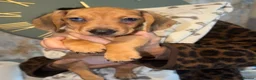 Miniature Dachshund dogs for sale: Miniature dachshund  - Advert 1