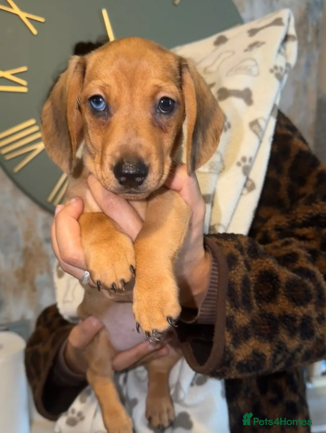 Miniature Dachshund dogs for sale: Miniature dachshund  - Advert 1