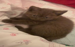 British Shorthair cats for sale: British short hair kitten - Image 4