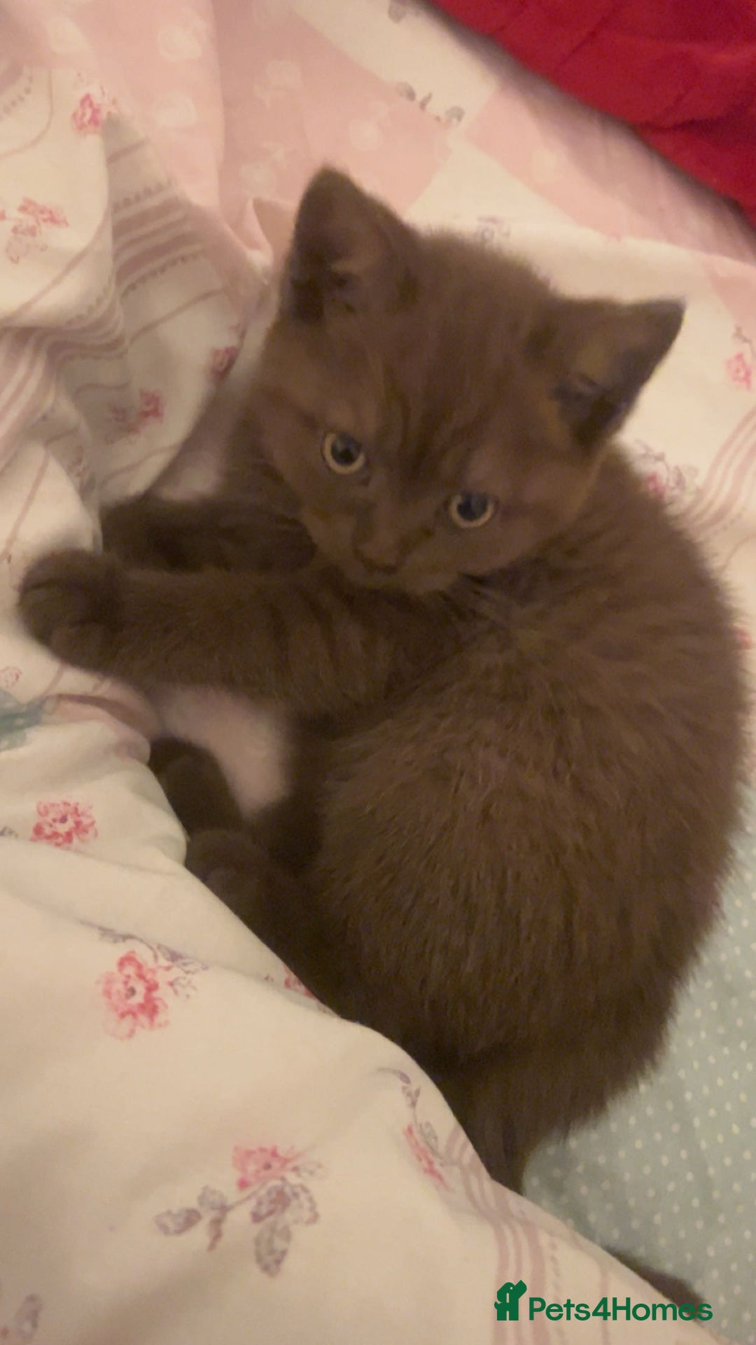 British Shorthair cats for sale: British short hair kitten - Image 4
