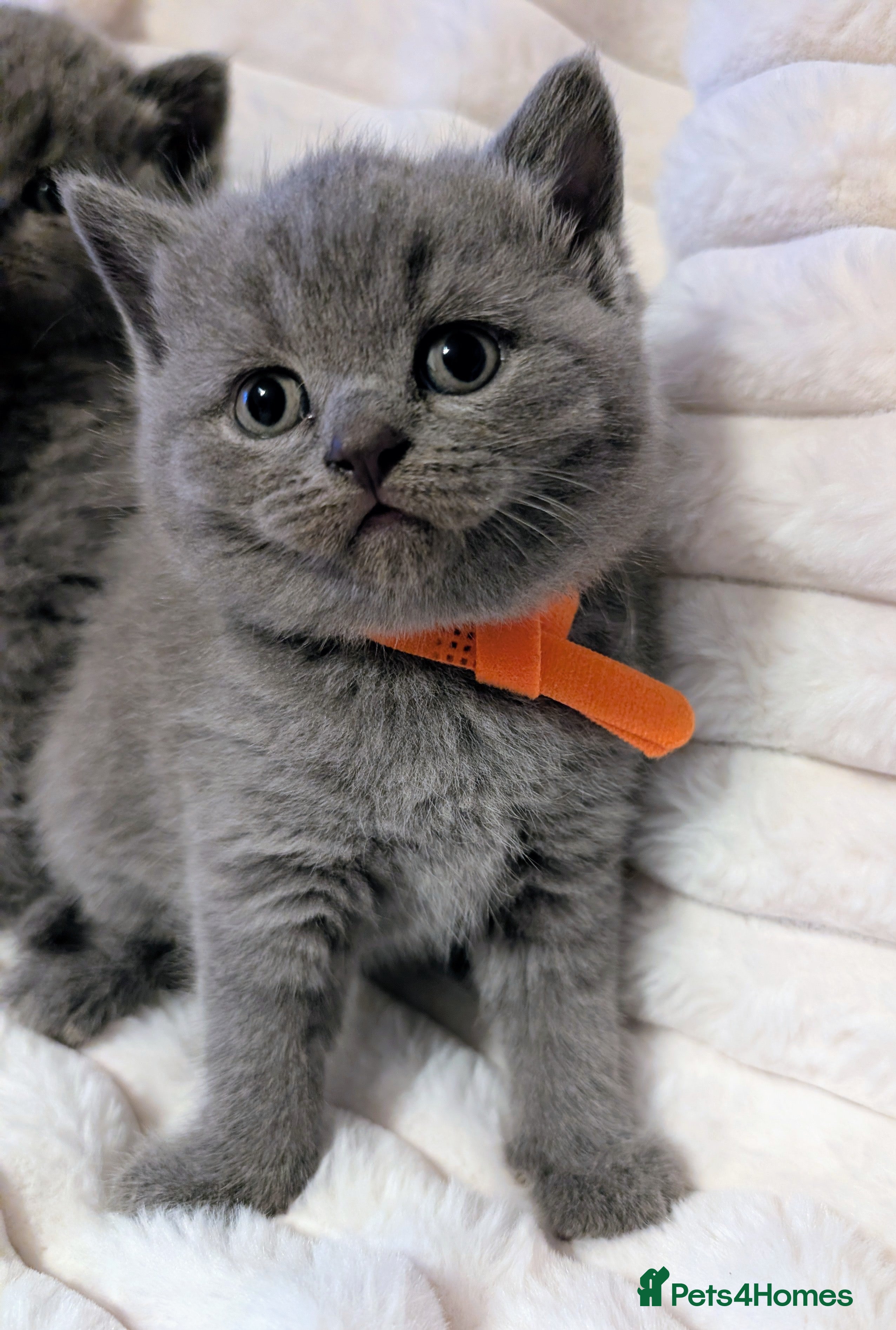 British Shorthair cats Beautiful Blue BSH GCCF registered kittens  - Advert 2