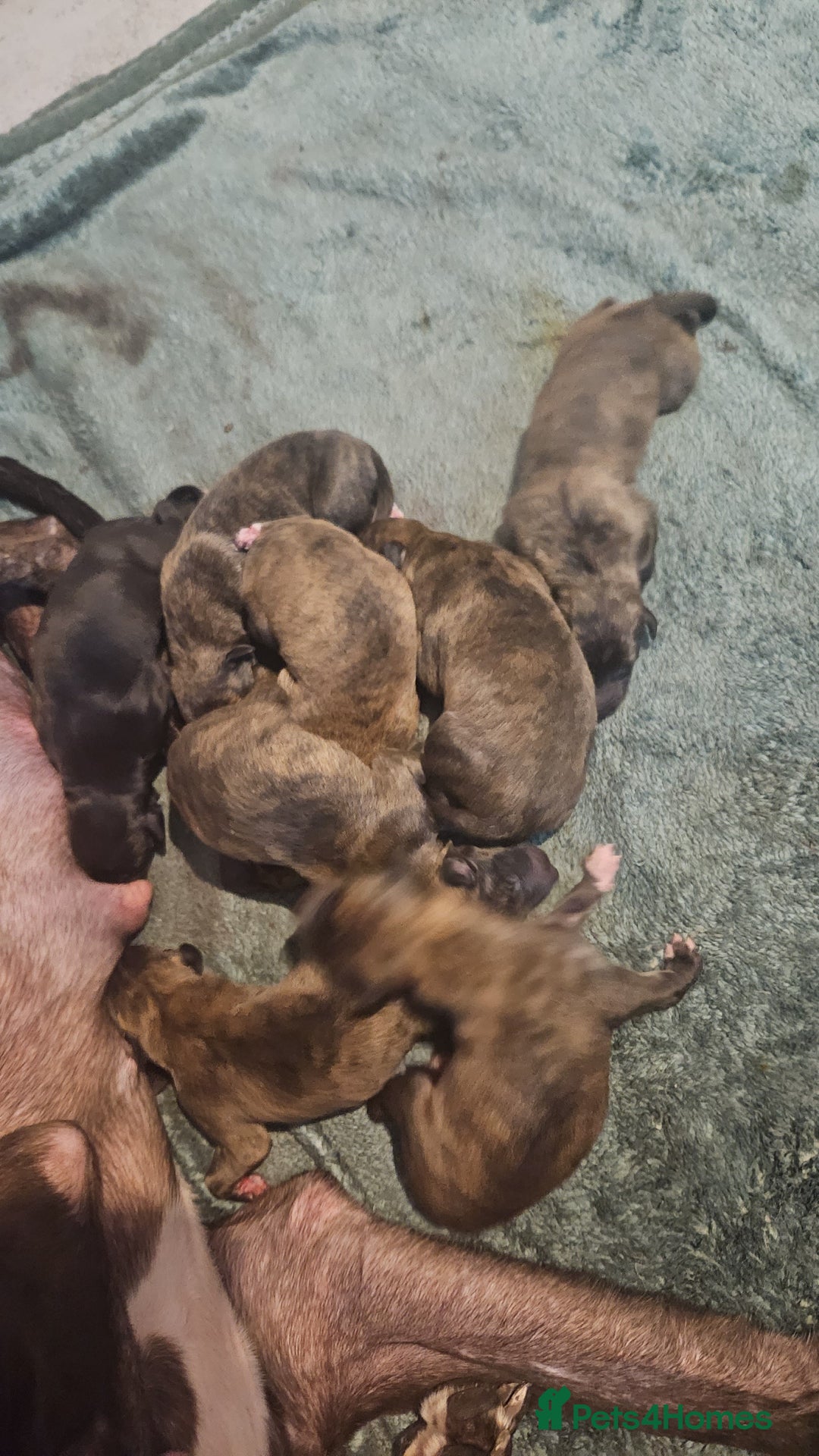 Whippet dogs for sale: 9 beautiful  brindle whippet  - Advert 1