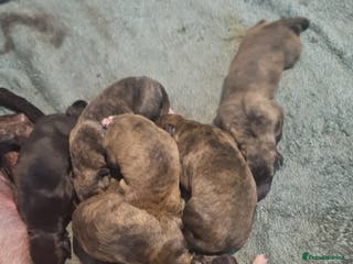 Whippet dogs 8 beautiful brindle whippet - Advert 6