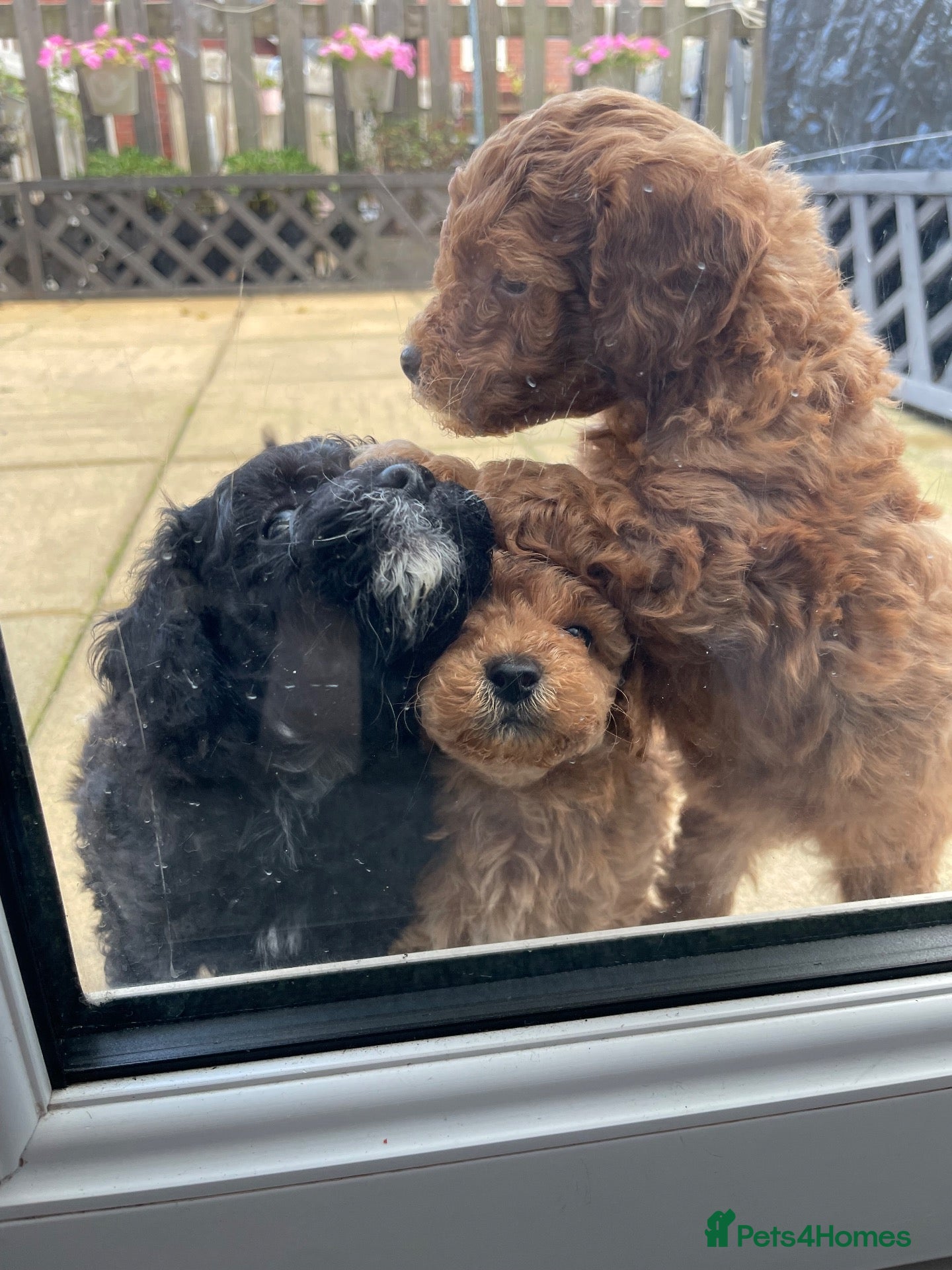 Toy Poodle dogs for sale: toy poodle pups  - Advert 16
