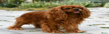 Cavalier King Charles Spaniel Puppy 3