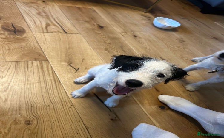 Jack Russell dogs - Advert 11