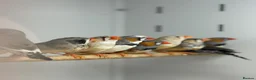 Finches birds for sale: Zebra finches  - Advert 2