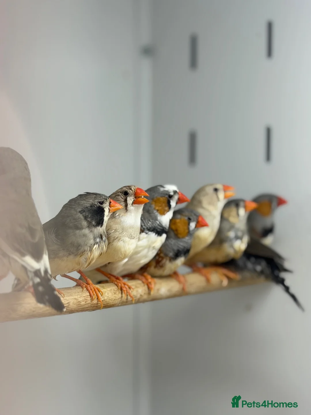 Finches birds for sale: Zebra finches  - Advert 2