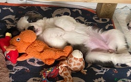 Saint Bernard dogs for sale: Gorgeous Saint Bernard puppies looking for homes - Image 21