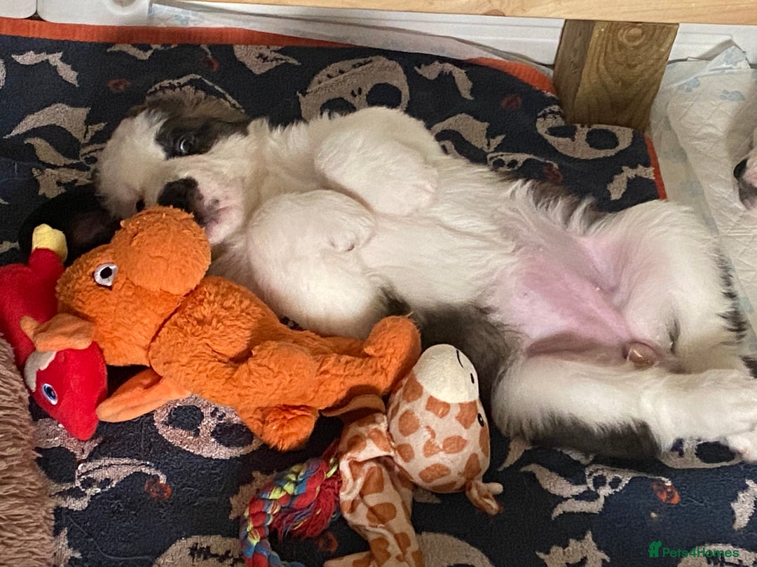 Saint Bernard dogs for sale: Gorgeous Saint Bernard puppies looking for homes - Image 21