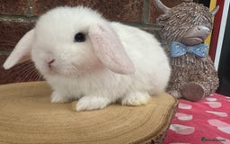 Mini Lop rabbits for sale: Beautiful mini lop bunnies ready to reserve  - Image 15