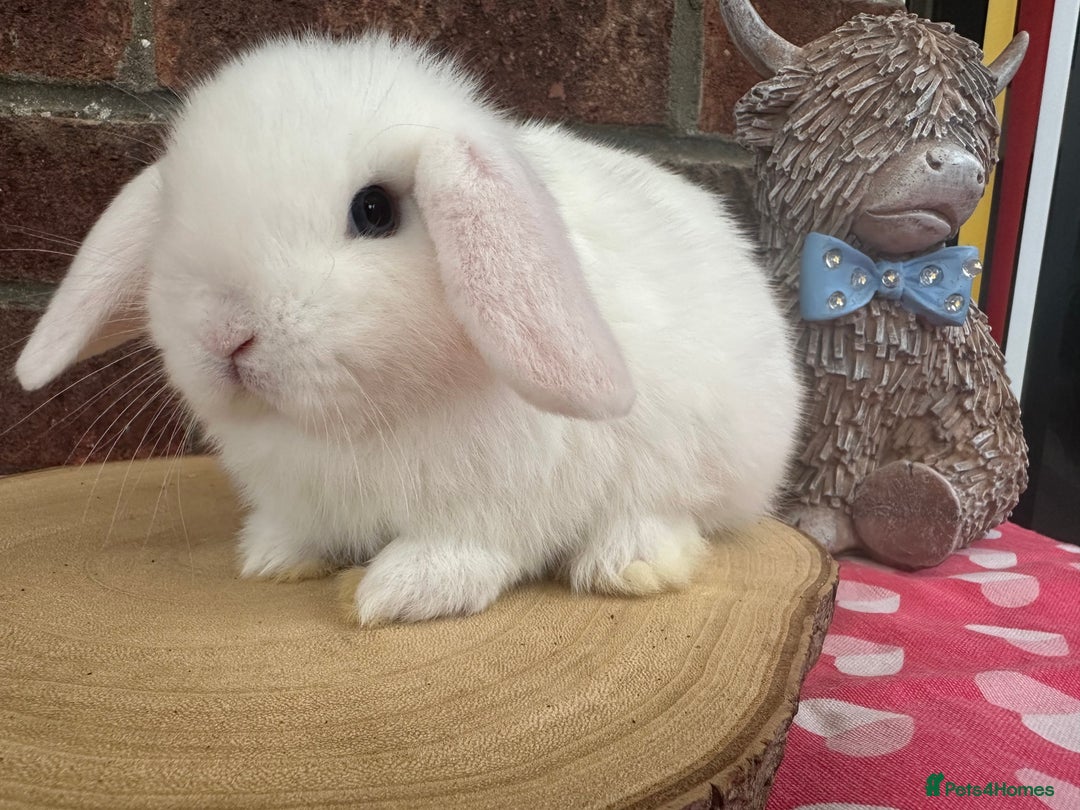 Mini Lop rabbits for sale: Beautiful mini lop bunnies ready to reserve  - Image 15