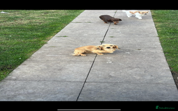 Miniature Dachshund dogs for stud: Miniature dachshunds (free Mircochips all pups) - Image 1
