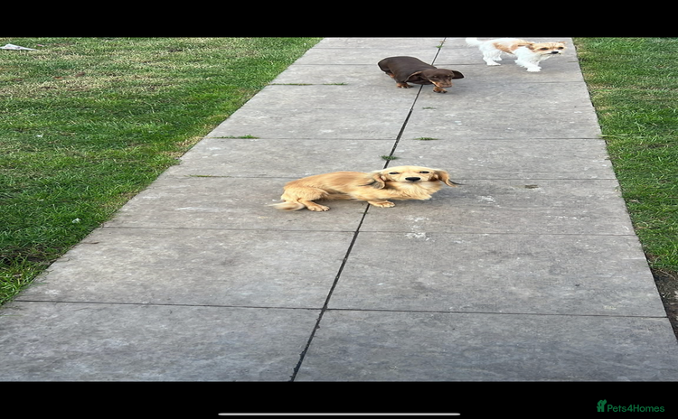 Miniature Dachshund dogs - Advert 11