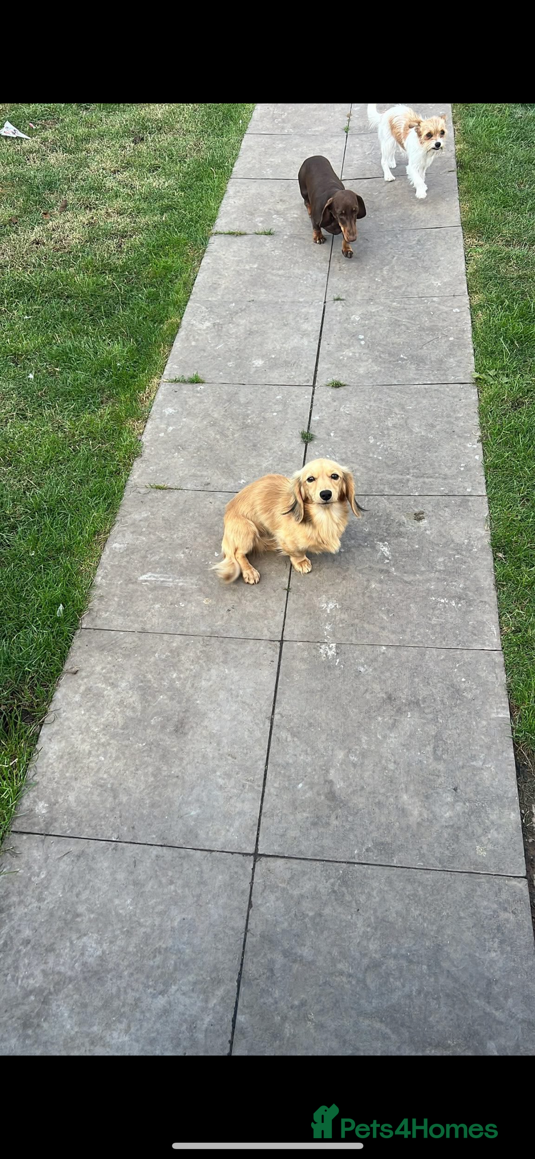 Miniature Dachshund dogs for stud: Miniature dachshunds (free Mircochips all pups) - Image 1