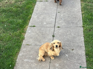 Miniature Dachshund dogs - Advert 3