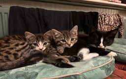Mixed Breed cats for sale: Gorgeous, playful little kittens - Image 4