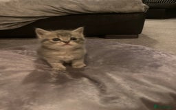 Scottish Fold cats for sale: Beautiful Scottish fold kittens - Image 2