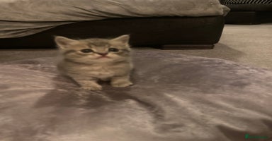 Scottish Fold cats - Advert 2