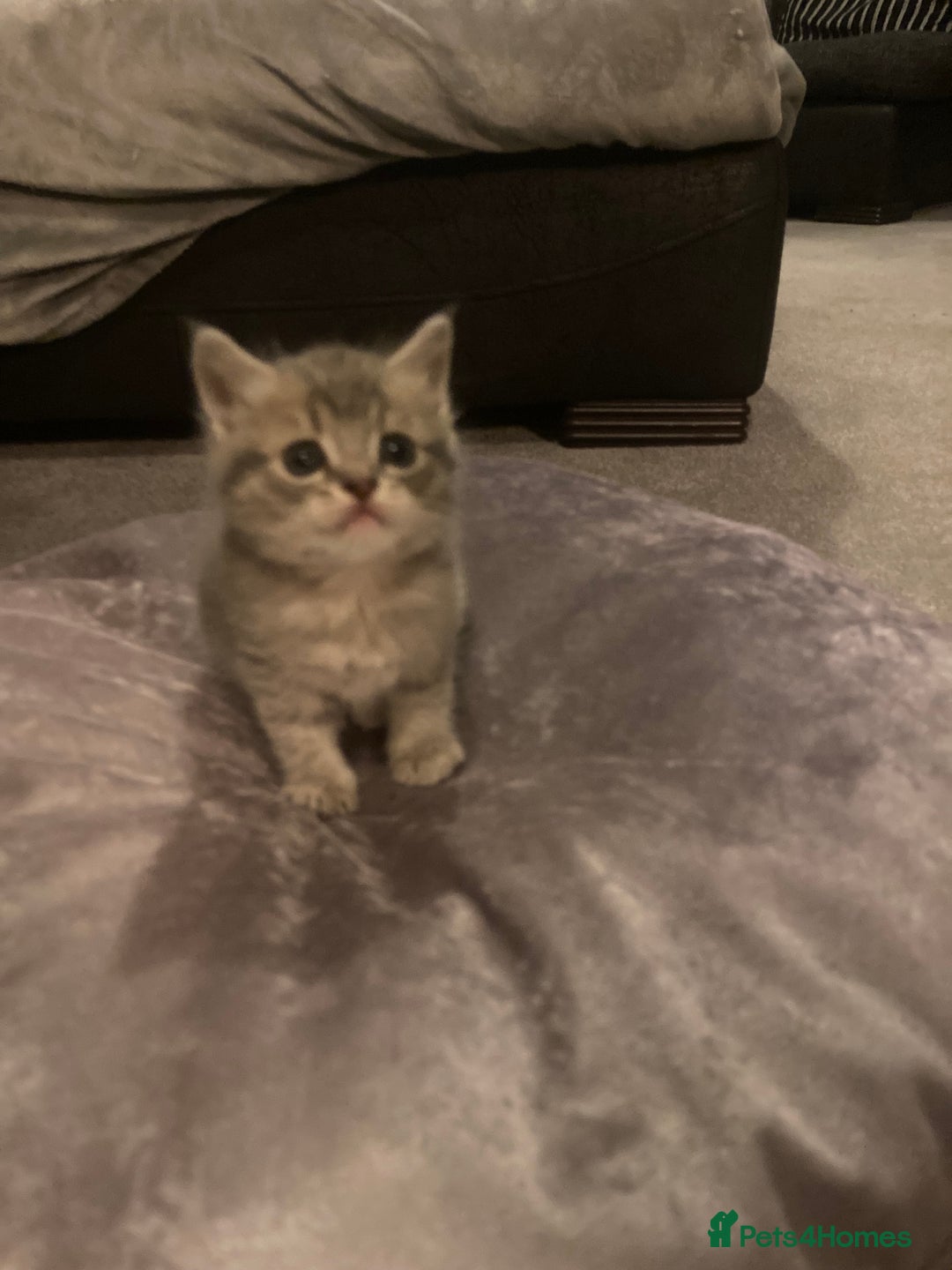 Scottish Fold cats for sale: Beautiful Scottish fold kittens - Image 2