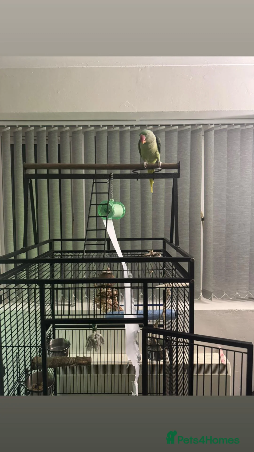 Parrots birds for sale: Alexandrine hand tame (NOT HAND REARED) - Advert 2