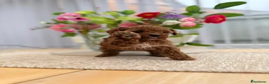 Cavapoo Puppy 1