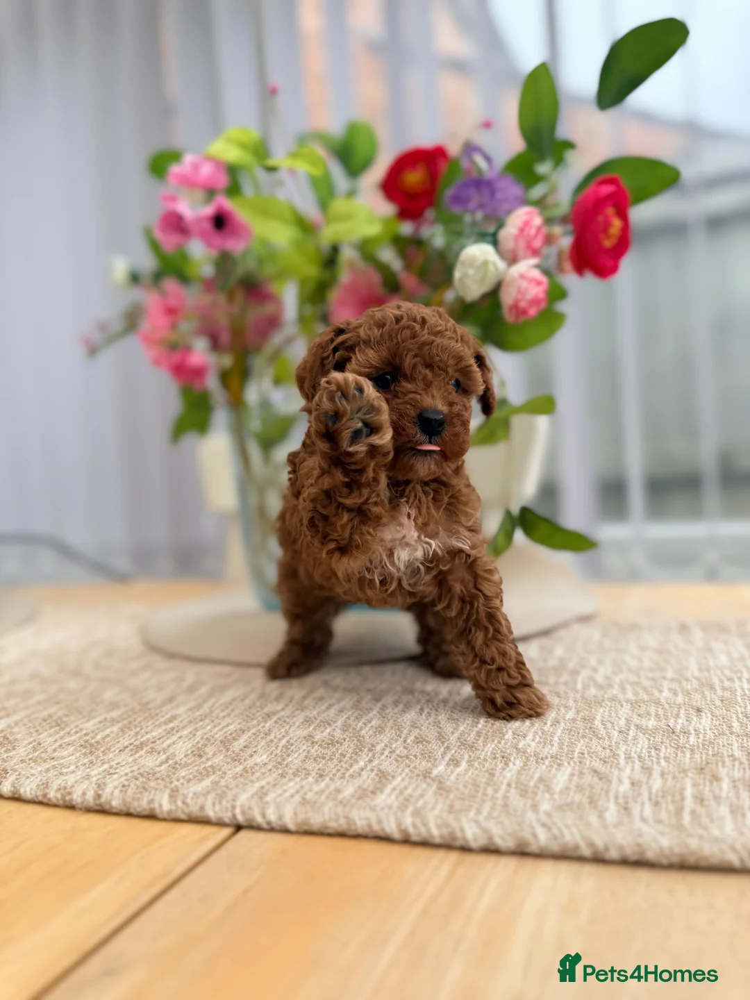 Cavapoo dogs for sale: Premium TOY F1BB TEDDY cavapoo - Advert 7